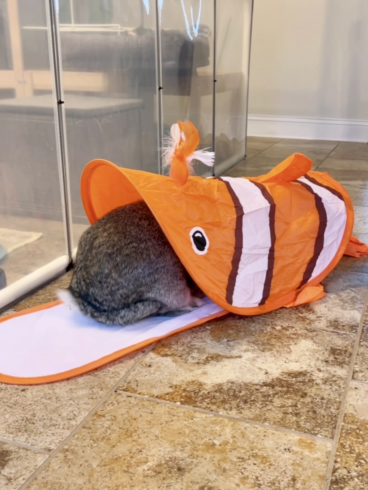 Picture of the Animal Listed