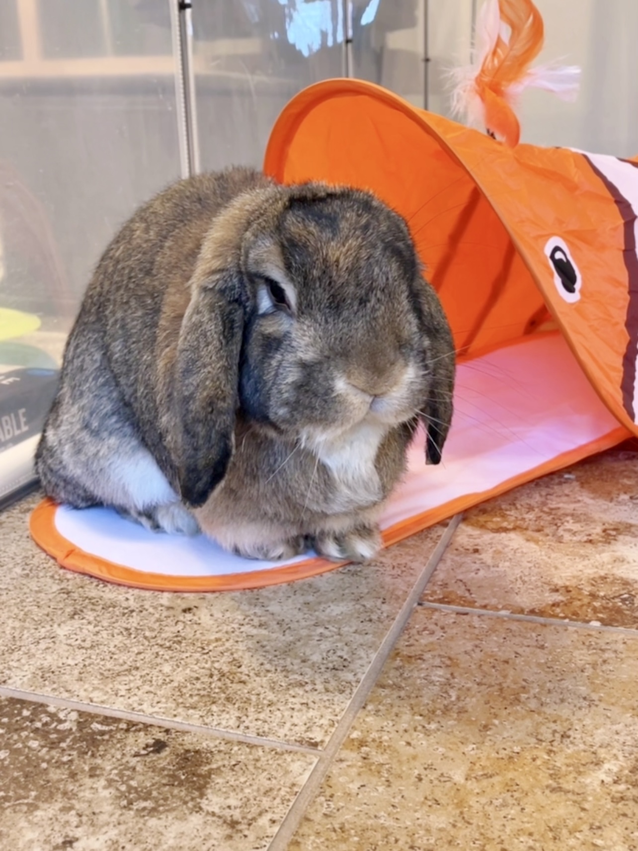 Picture of the Animal Listed