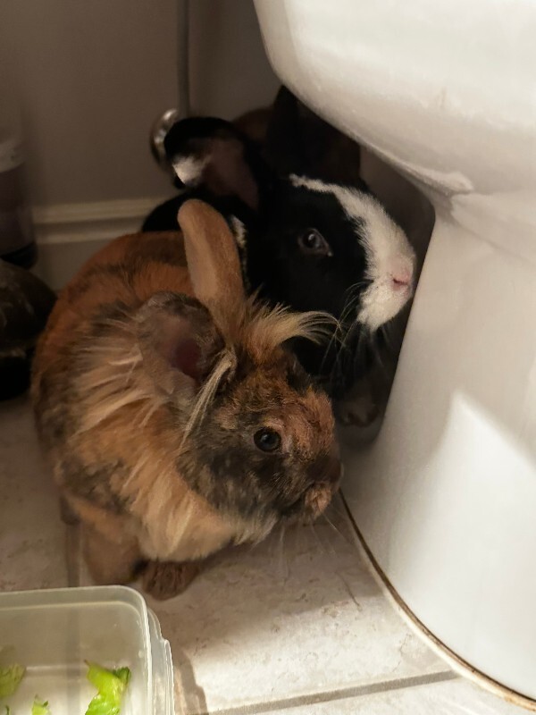 Picture of the Animal Listed