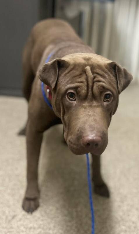 Picture of the Animal Listed