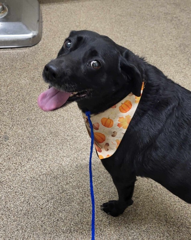 Picture of the Animal Listed