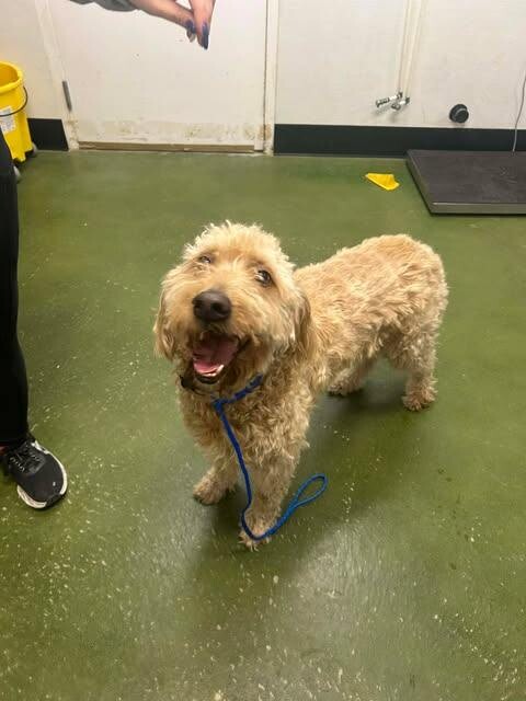 Picture of the Animal Listed