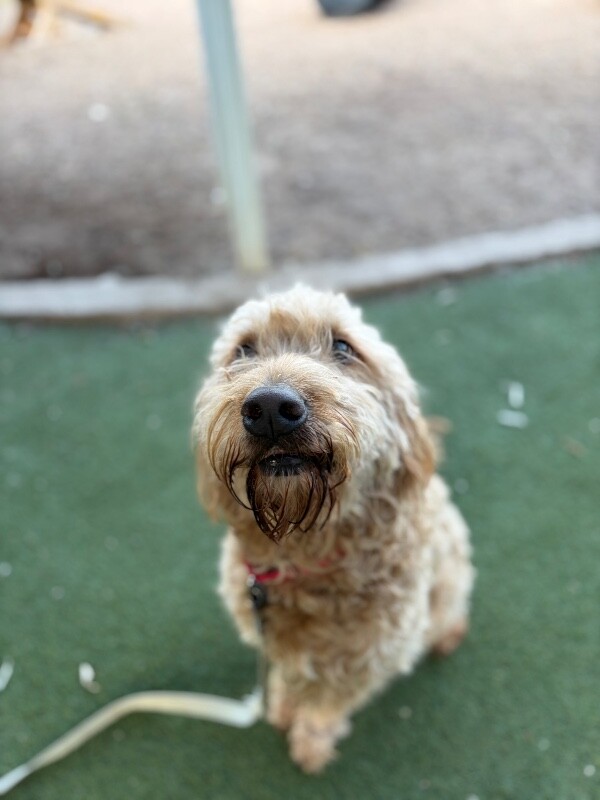 Picture of the Animal Listed