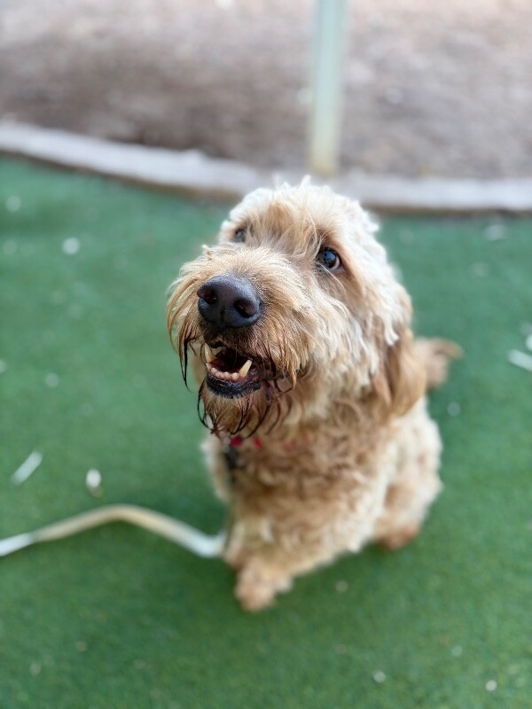 Picture of the Animal Listed