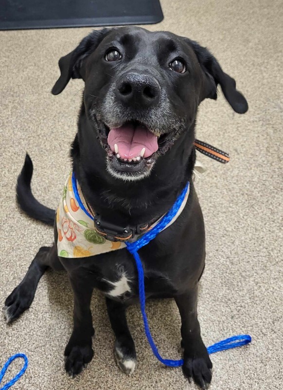 Picture of the Animal Listed