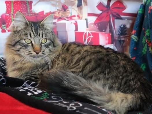 Picture of the Animal Listed