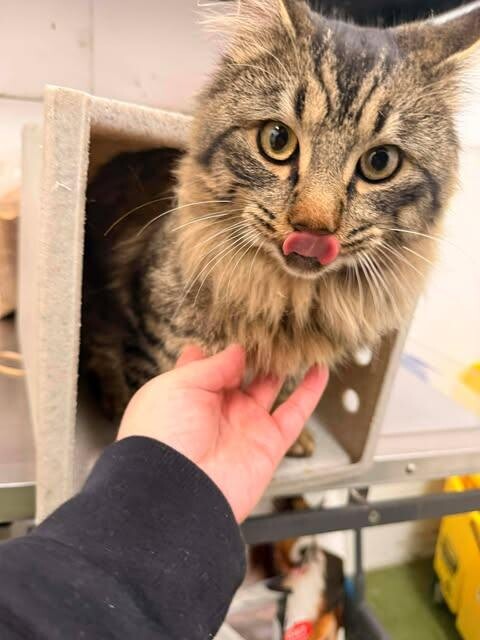 Picture of the Animal Listed