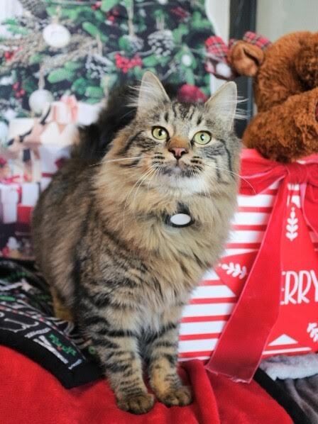 Picture of the Animal Listed