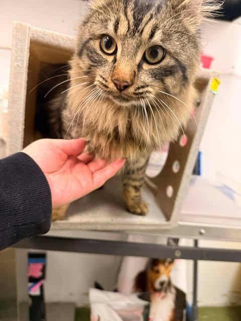 Picture of the Animal Listed