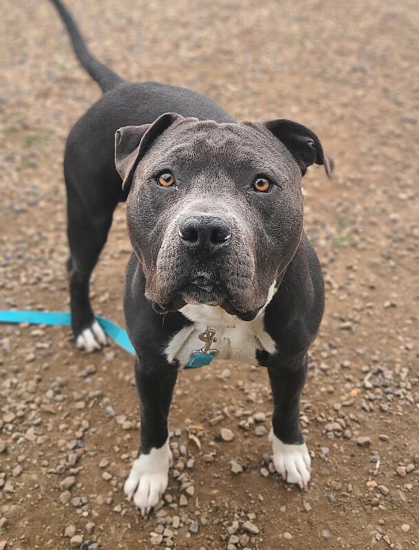 Picture of the Animal Listed