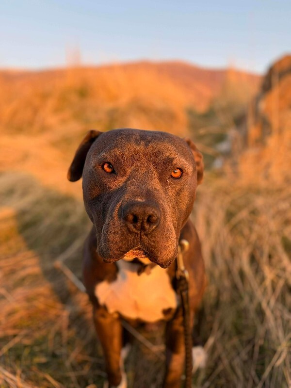 Picture of the Animal Listed