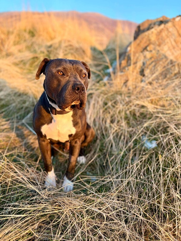 Picture of the Animal Listed