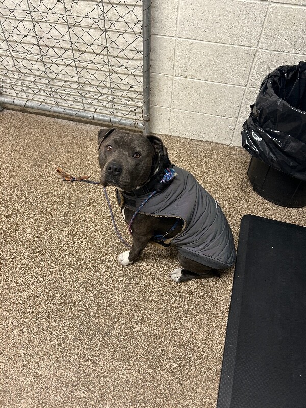 Picture of the Animal Listed