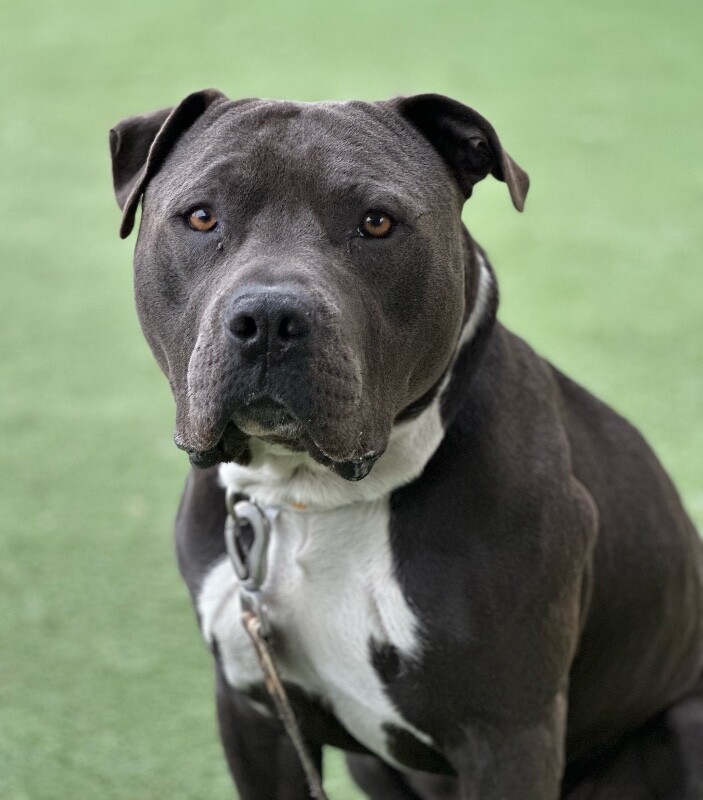 Picture of the Animal Listed