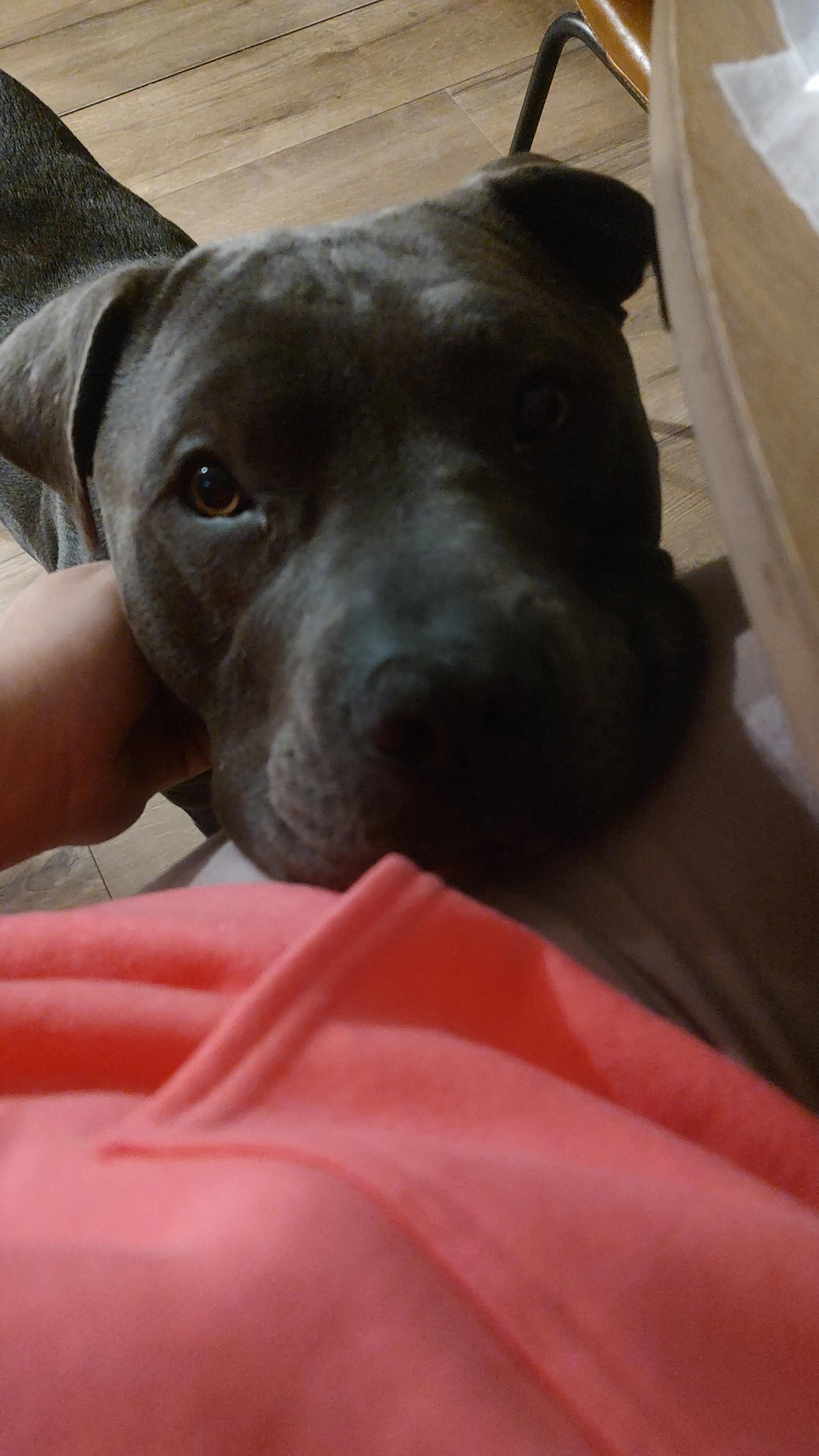 Picture of the Animal Listed