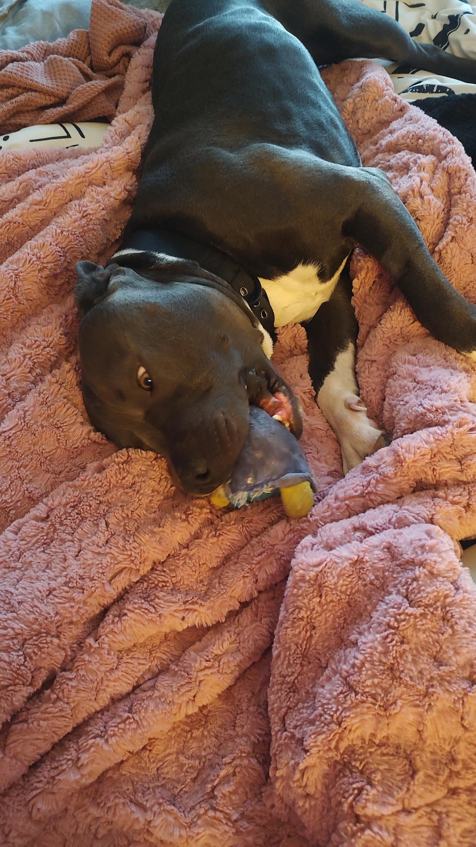 Picture of the Animal Listed