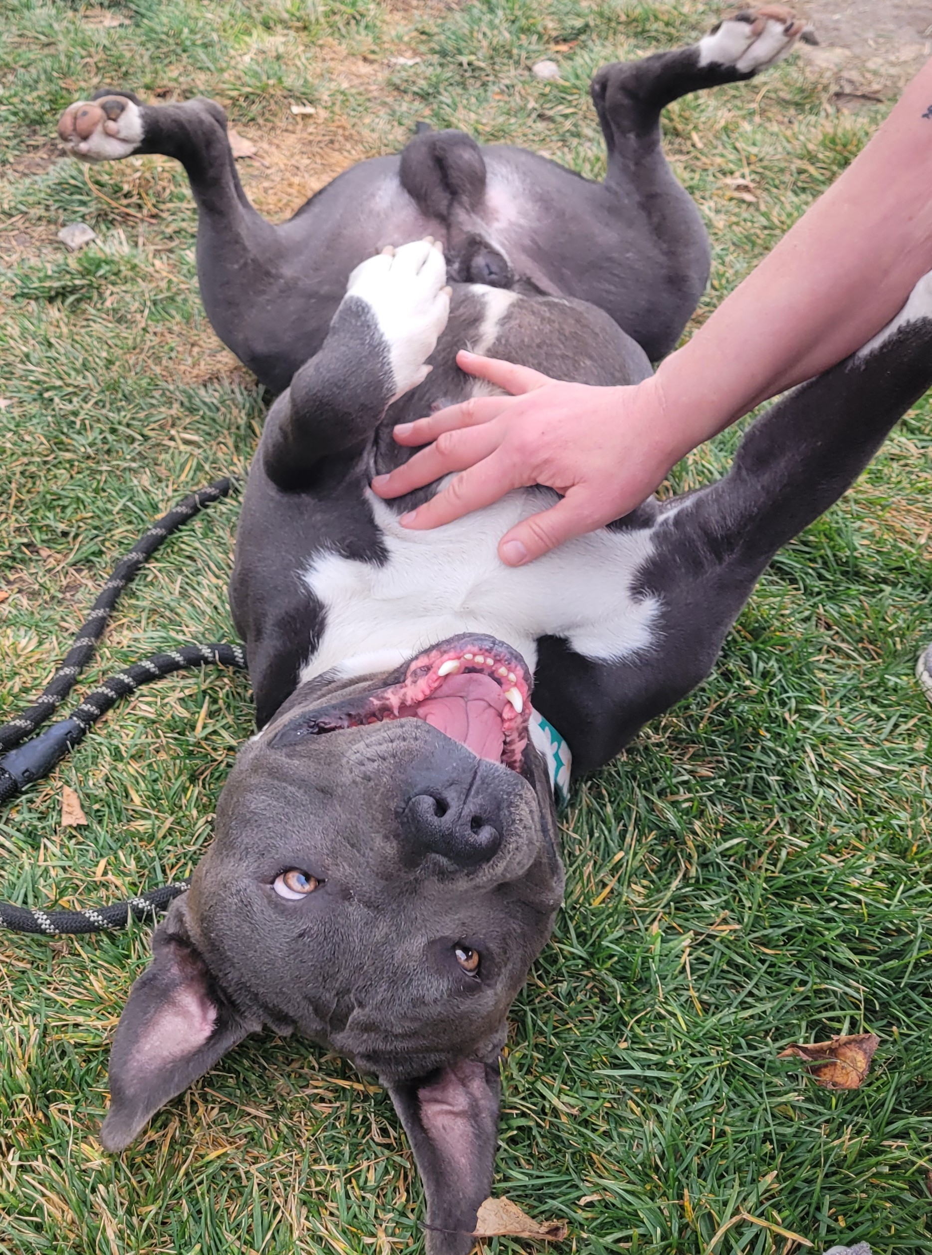 Picture of the Animal Listed