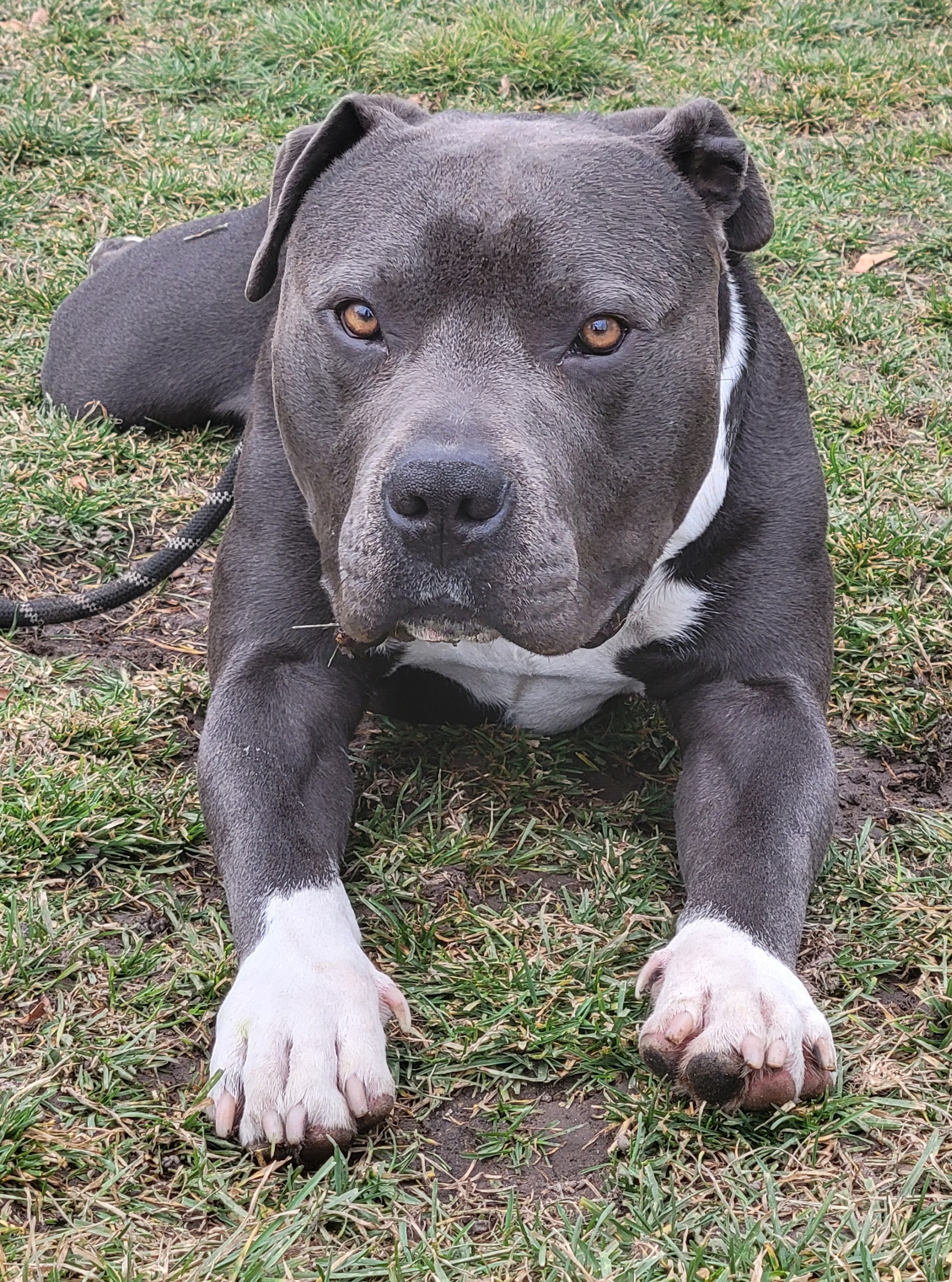 Picture of the Animal Listed