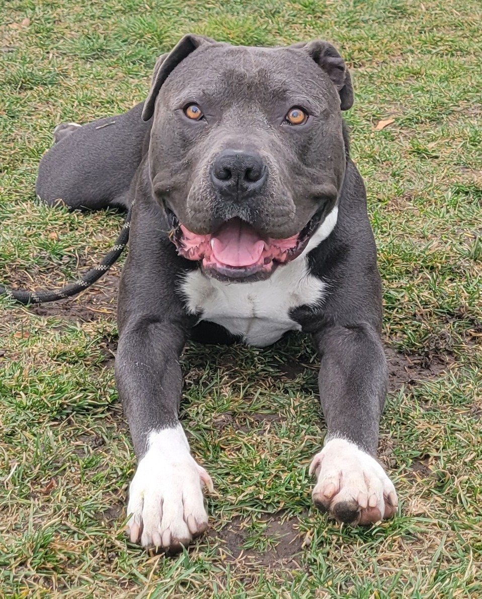 Picture of the Animal Listed