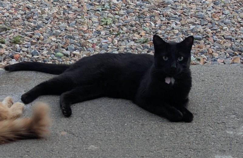 Picture of the Animal Listed