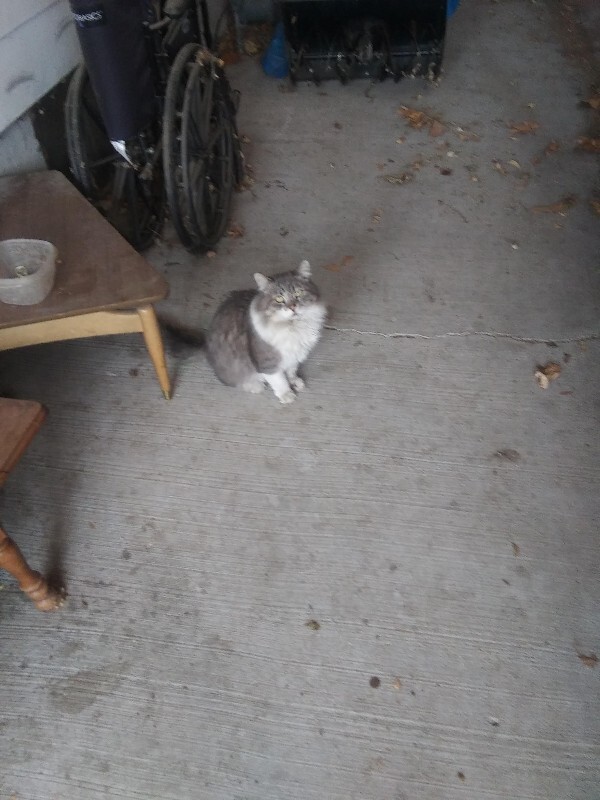 Picture of the Animal Listed