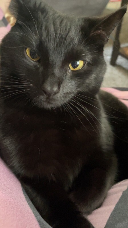 Picture of the Animal Listed