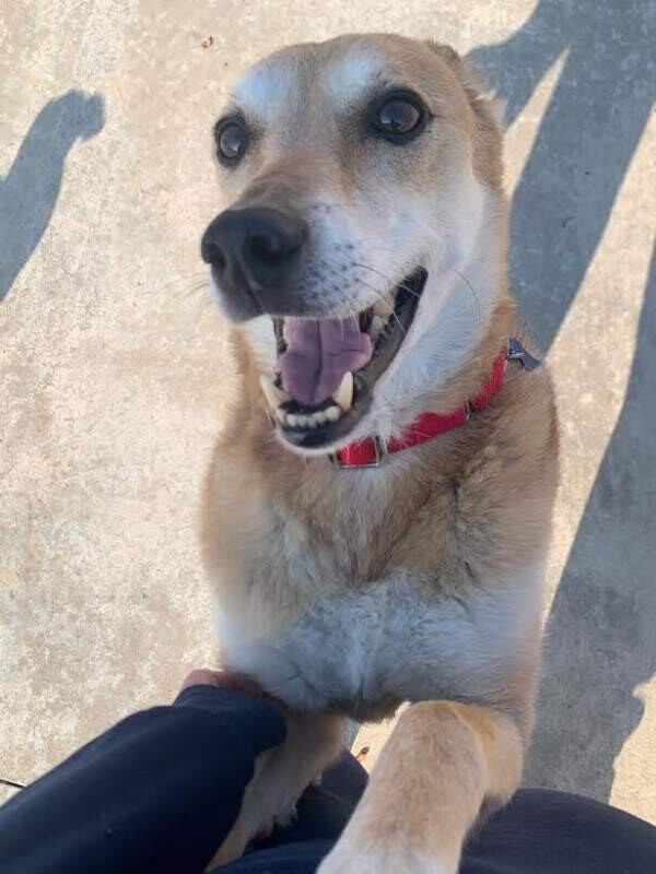 Picture of the Animal Listed