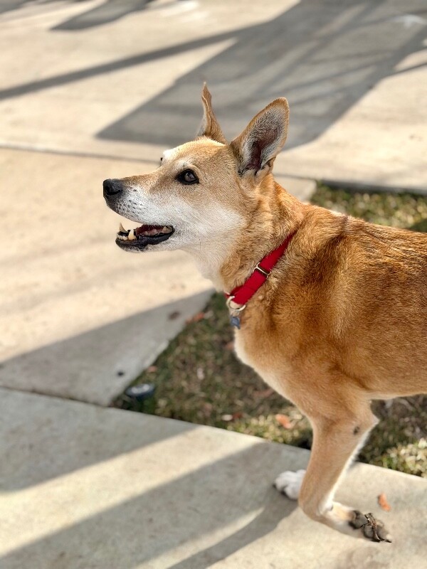 Picture of the Animal Listed