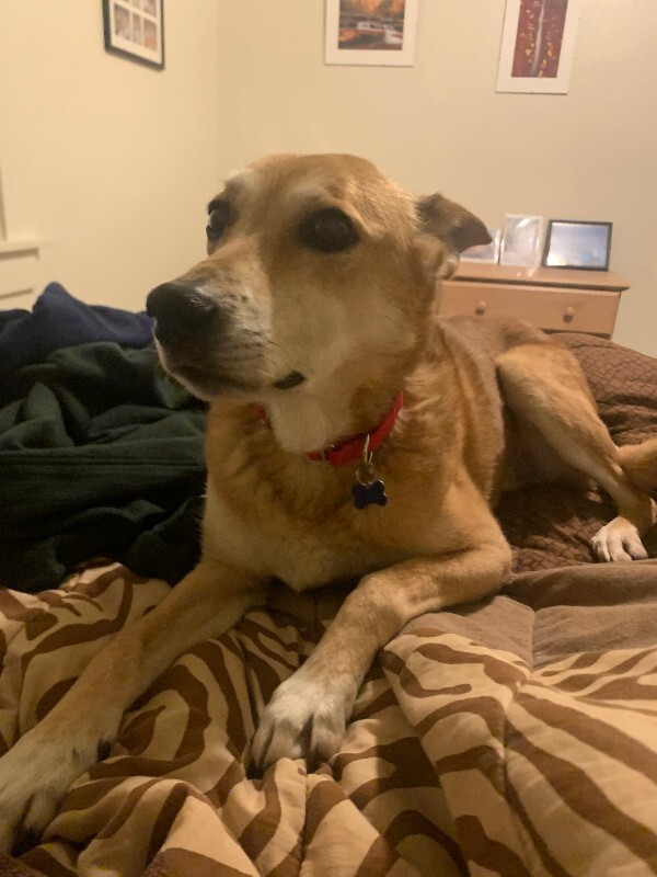 Picture of the Animal Listed