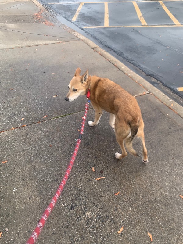 Picture of the Animal Listed