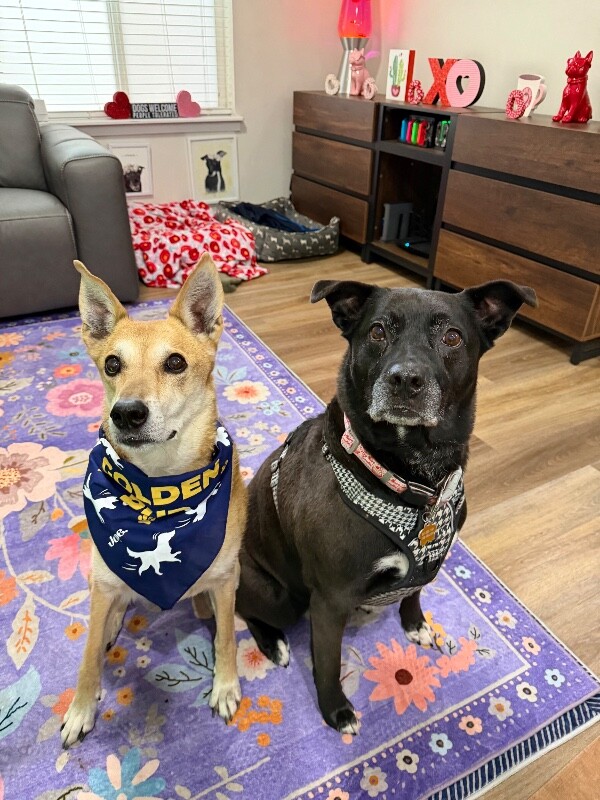 Picture of the Animal Listed