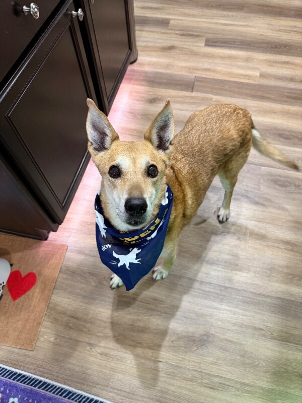 Picture of the Animal Listed