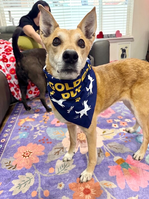 Picture of the Animal Listed