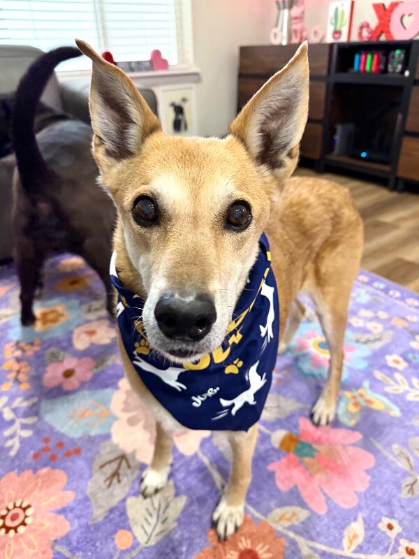 Picture of the Animal Listed