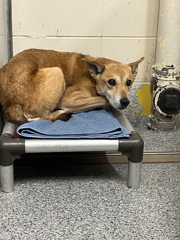 Picture of the Animal Listed