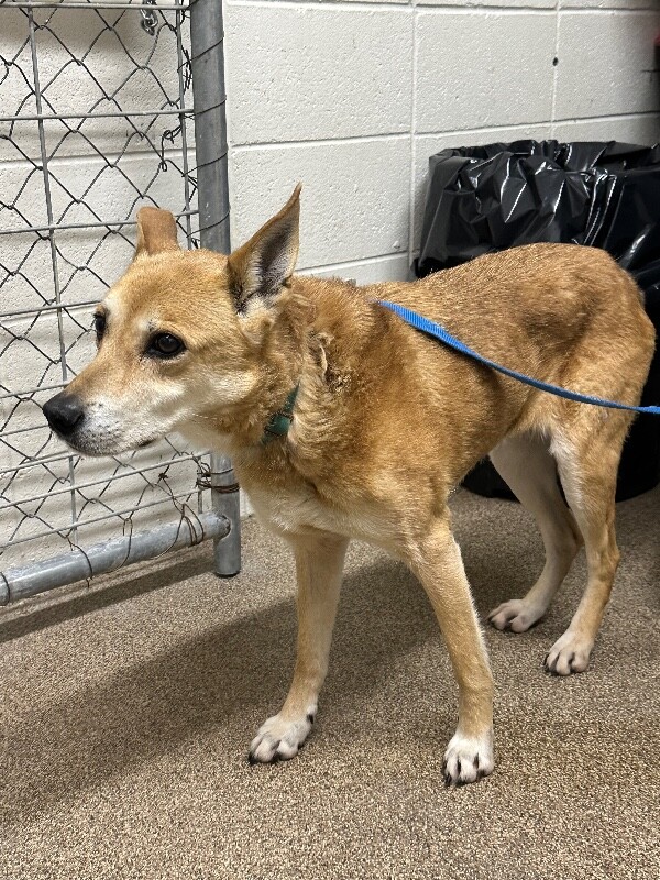 Picture of the Animal Listed