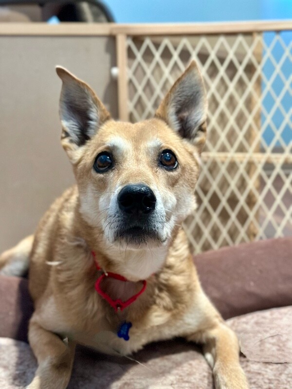 Picture of the Animal Listed