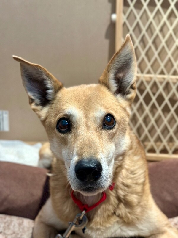 Picture of the Animal Listed