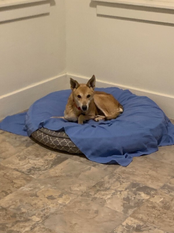 Picture of the Animal Listed