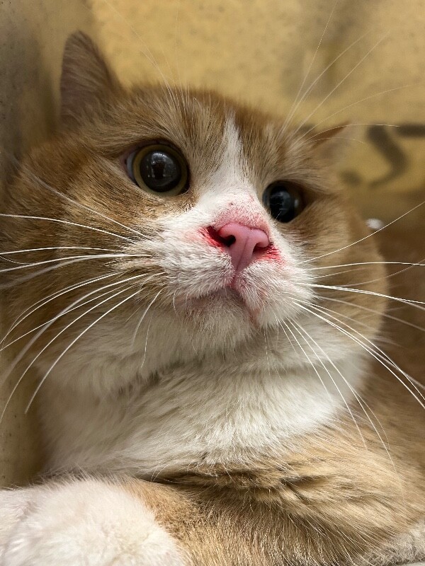 Picture of the Animal Listed