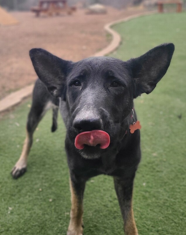 Picture of the Animal Listed