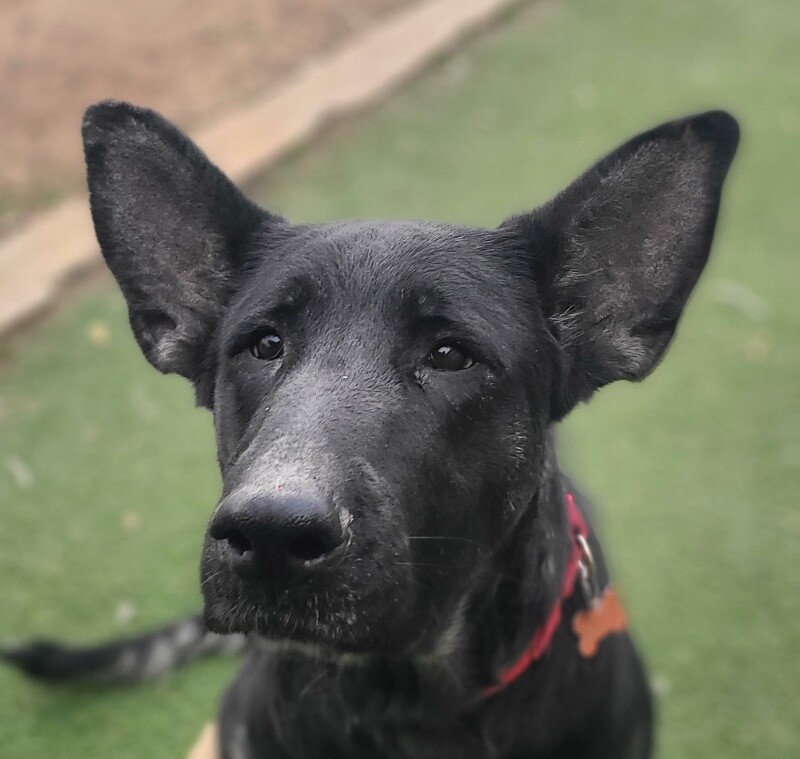 Picture of the Animal Listed