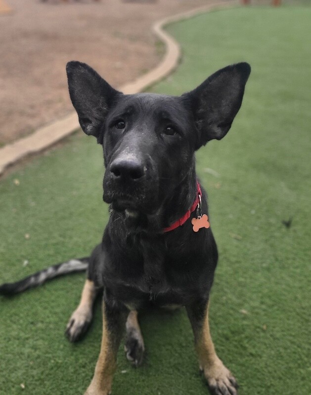 Picture of the Animal Listed