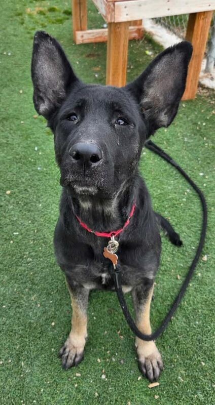 Picture of the Animal Listed