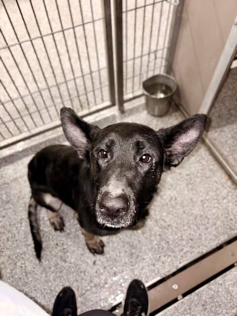 Picture of the Animal Listed