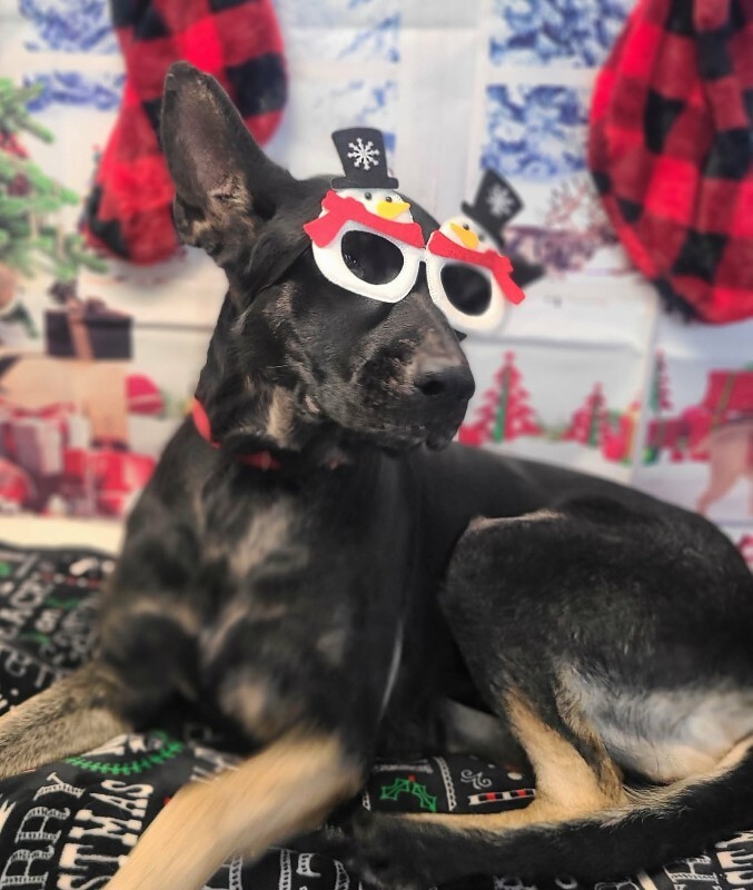 Picture of the Animal Listed