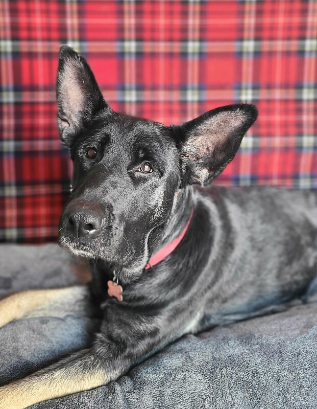 Picture of the Animal Listed