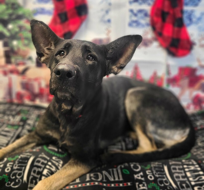 Picture of the Animal Listed