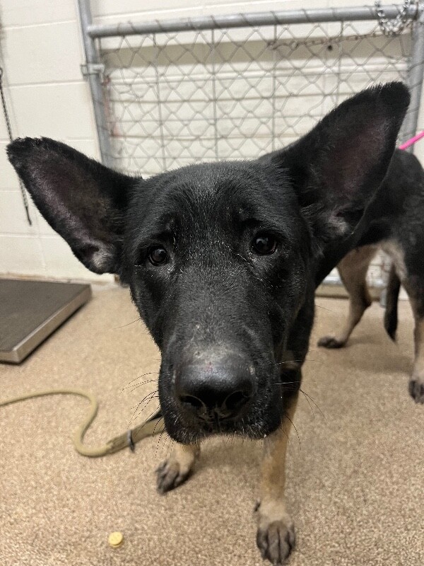 Picture of the Animal Listed