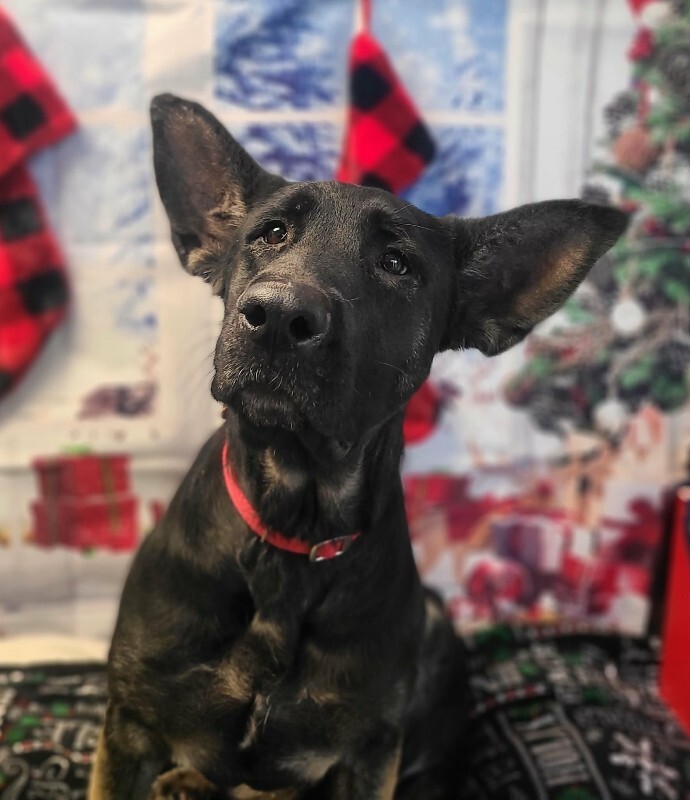 Picture of the Animal Listed